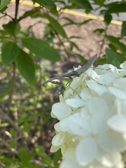 Stagmomantis carolina