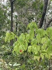 Cordia alliodora