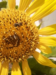 Halictus