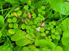 Thalictrum venulosum