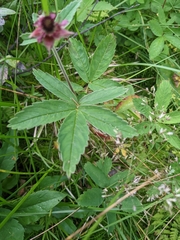 Comarum palustre