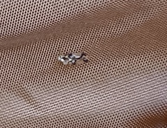 Stephanitis pyrioides