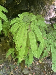 Adiantum aleuticum