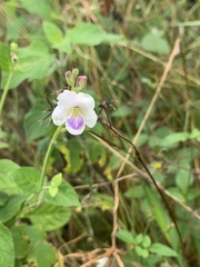 Asystasia intrusa