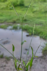 Paspalum conjugatum
