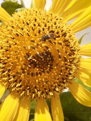 Halictus