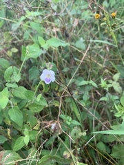 Asystasia intrusa