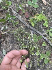 Boechera