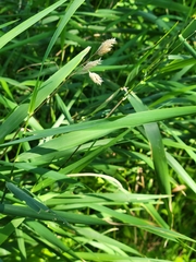 Phalaris arundinacea