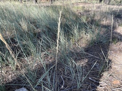 Elymus smithii