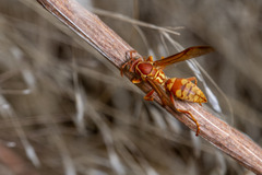 Polistes dorsalis