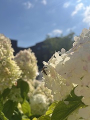 Chauliognathus pensylvanicus