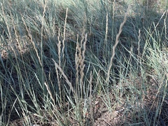 Elymus smithii