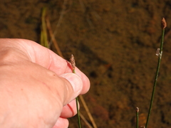 Eleocharis palustris