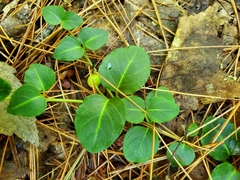 Mitchella repens