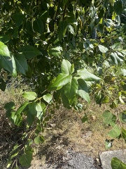 Populus balsamifera