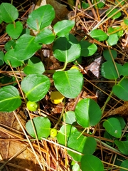 Mitchella repens