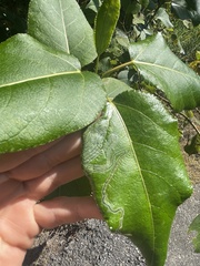 Phyllocnistis populiella