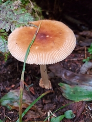 Amanita fulva