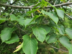 Tilia