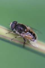 Eristalis arbustorum