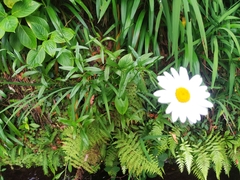 Leucanthemum maximum