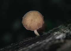 Agaricales