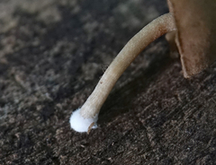 Agaricales
