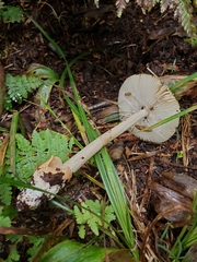 Amanita fulva