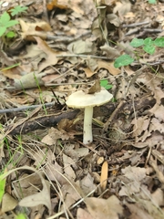 Pluteus cervinus