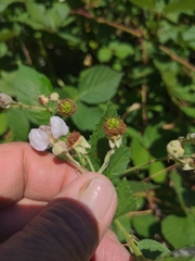 Rubus bifrons