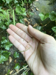 Poaceae