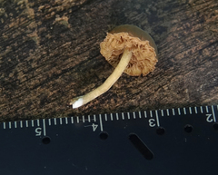 Agaricales