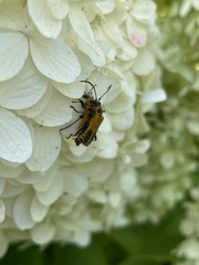 Chauliognathus pensylvanicus