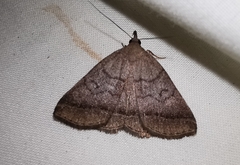 Zanclognatha lunalis