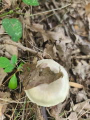 Pluteus cervinus