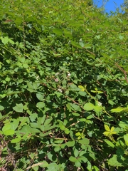 Rubus bifrons