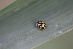 Propylea quatuordecimpunctata