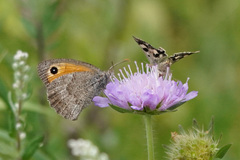 Hyponephele lycaon