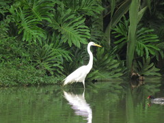 Ardea alba