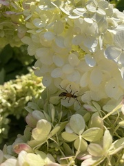 Chauliognathus pensylvanicus