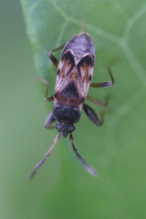 Scolopostethus thomsoni