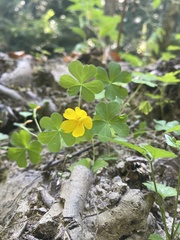 Oxalis suksdorfii