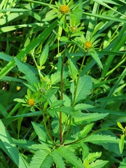 Bidens vulgata