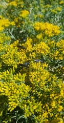 Sphecidae