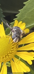 Eristalinae