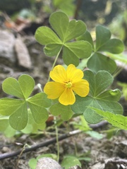 Oxalis suksdorfii