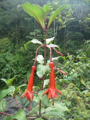 Fuchsia