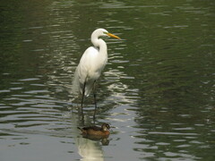 Ardea alba