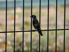 Carduelis carduelis